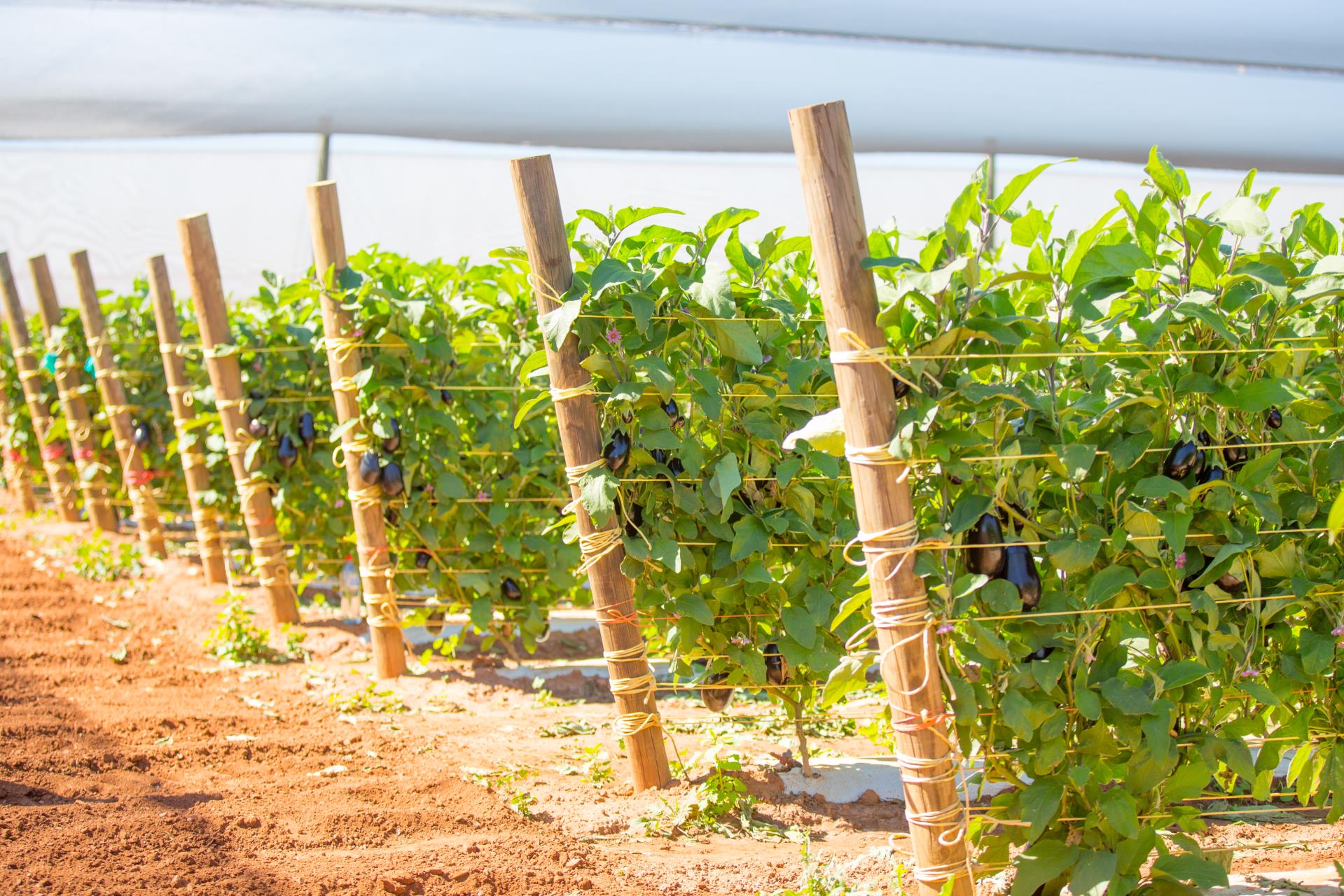 2025 Carnarvon Growers Field Day