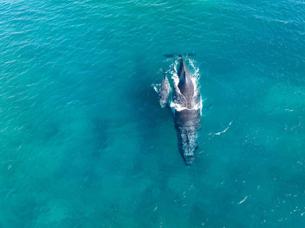 Humpback whales
