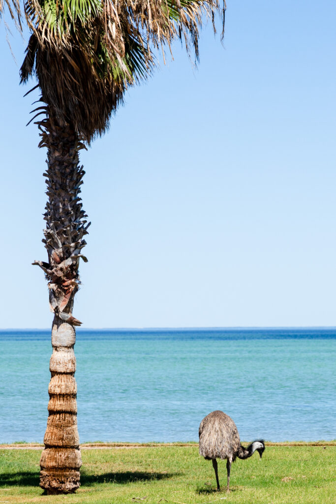 Emu in Shark Bay